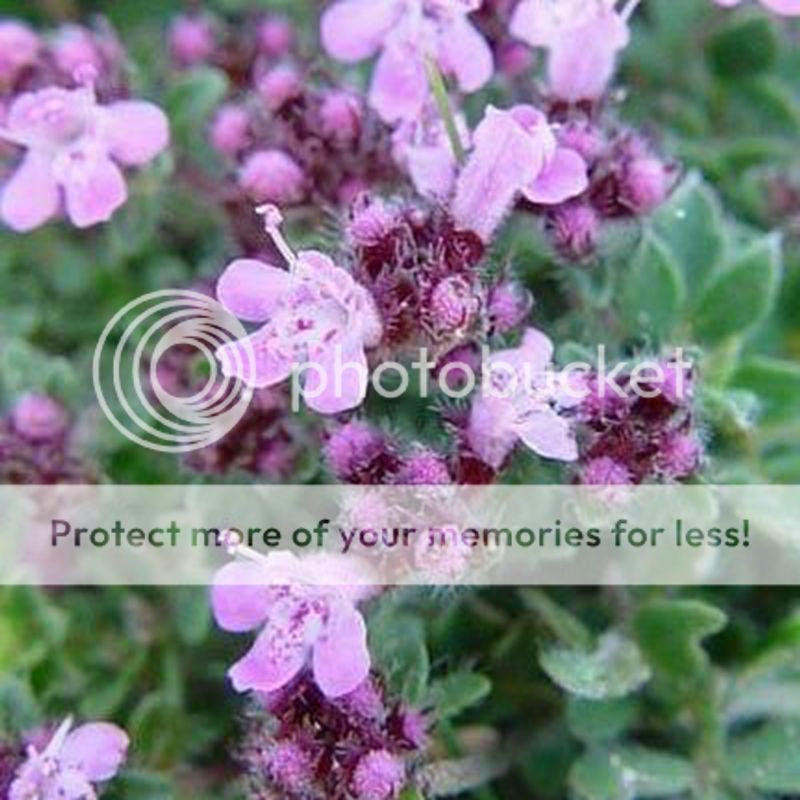 100 Creeping Thyme Seeds Thymus Serpyllum Blue Rock Cress Flower Seed